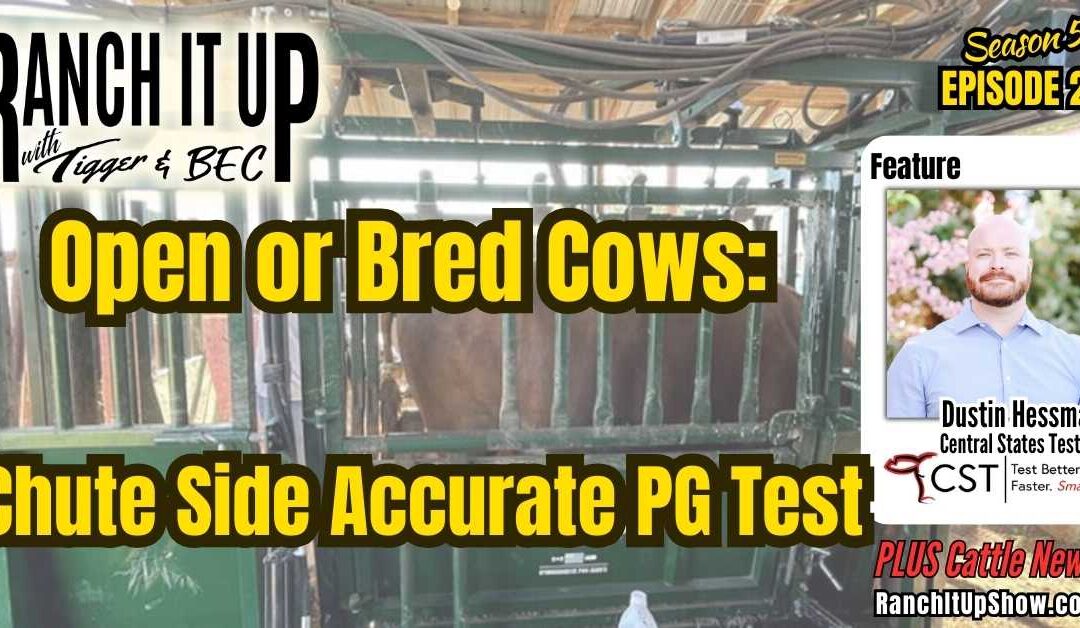 Open Or Bred Cows: Chute Side Accurate PG Test 