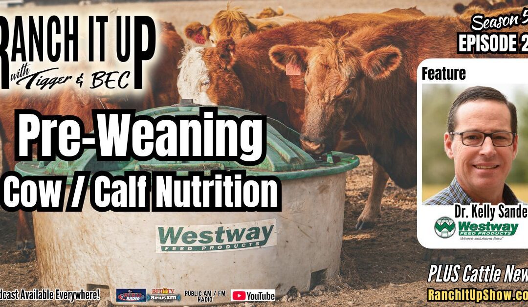 Pre-Weaning Cow Nutrition:  Why It Is Important