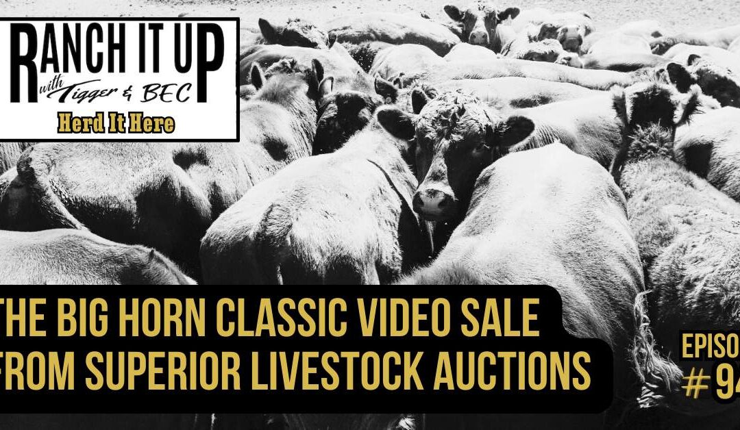 The Big Horn Classic Video Sale From Superior Livestock Auctions