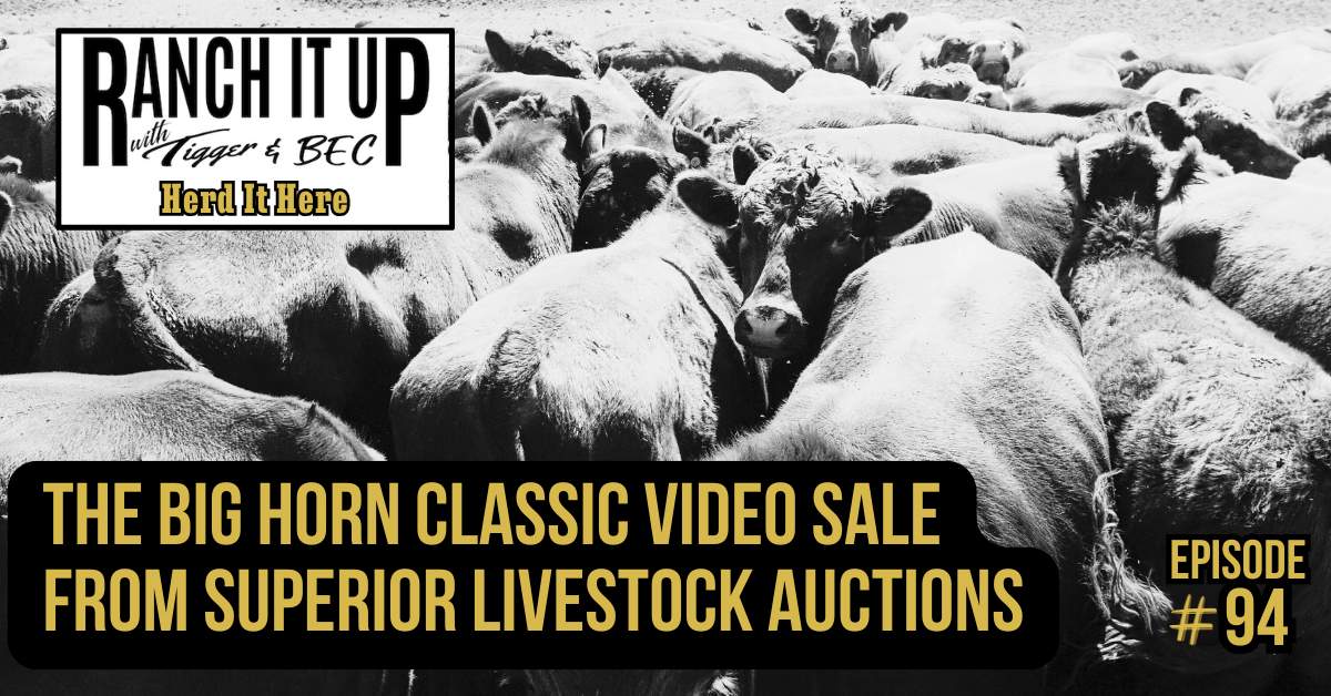 The Big Horn Classic Video Sale From Superior Livestock Auctions