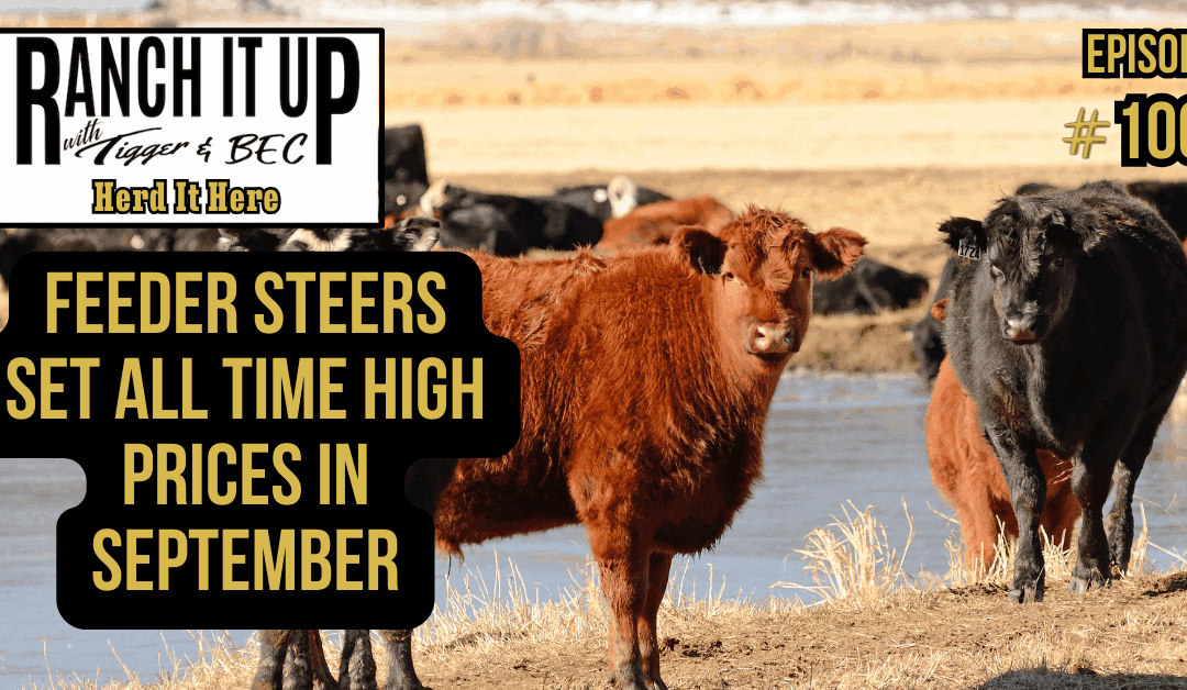 Feeder Steers Set All Time High Prices In September