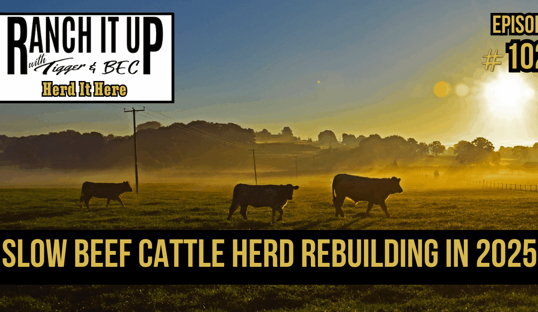 Slow Beef Cattle Herd Rebuilding In 2025