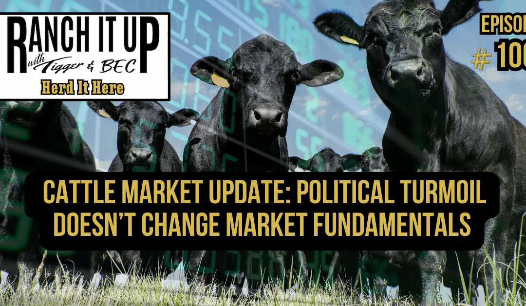 Cattle Market Update: Political Turmoil Doesn’t Change Market Fundamentals 