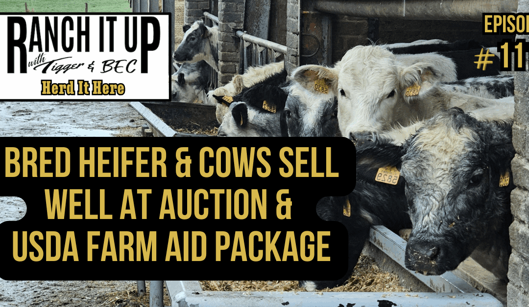 Bred Heifer & Cows Sell Well At Auction & USDA Farm Aid Package