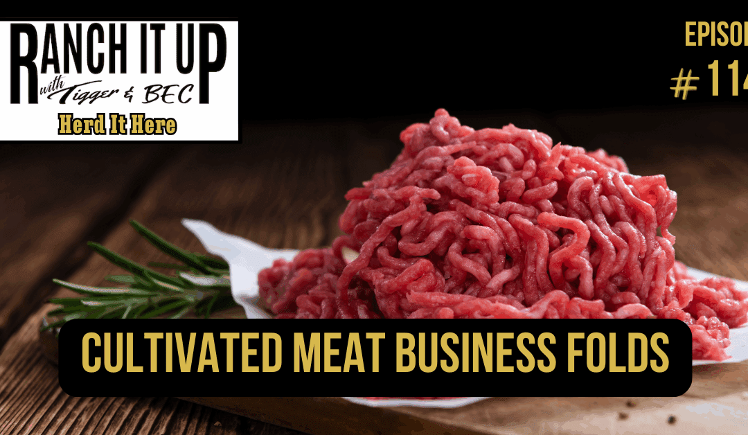 Cultivated Meat Business Folds