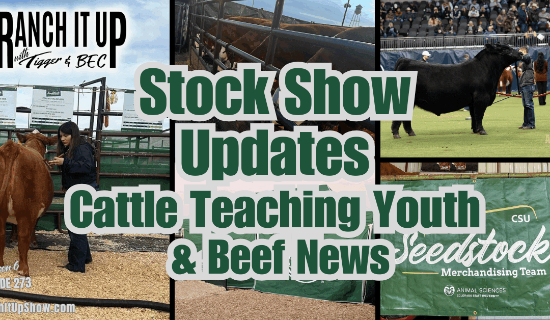 Stock Show Updates, Cattle Teaching Kids, Ranch Jobs, & Beef News