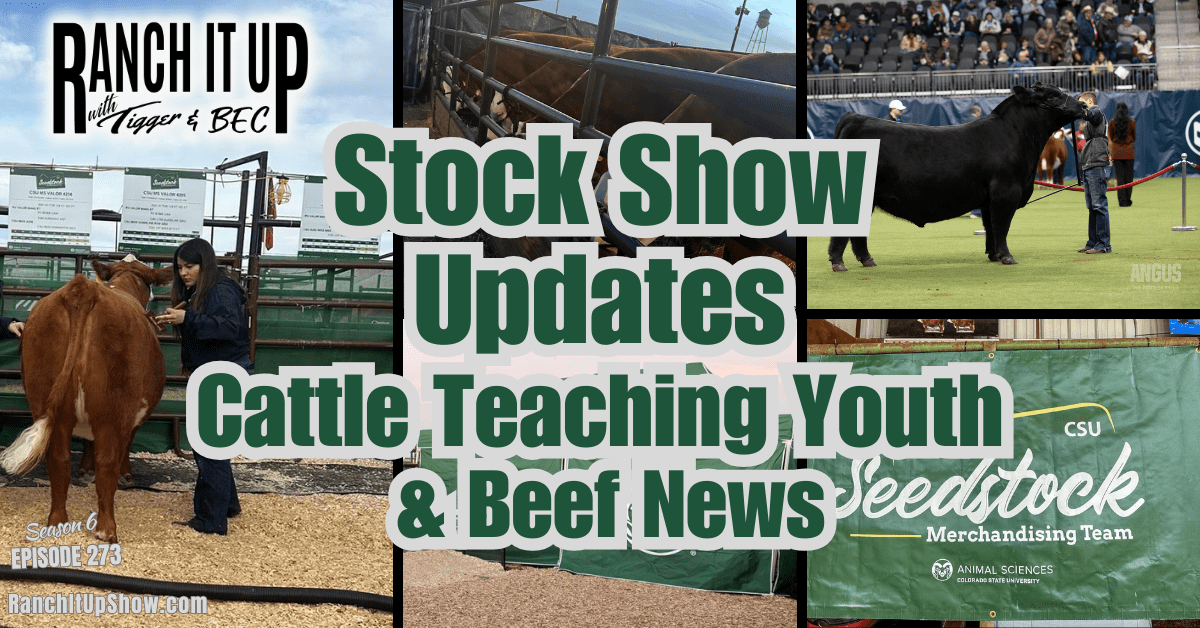 Stock Show Updates, Cattle Teaching Kids, Ranch Jobs, & Beef News