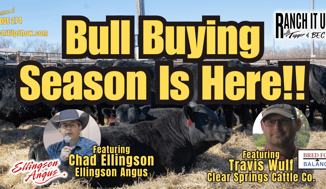 What Has To Hit Your Checklist This Bull Buying Season