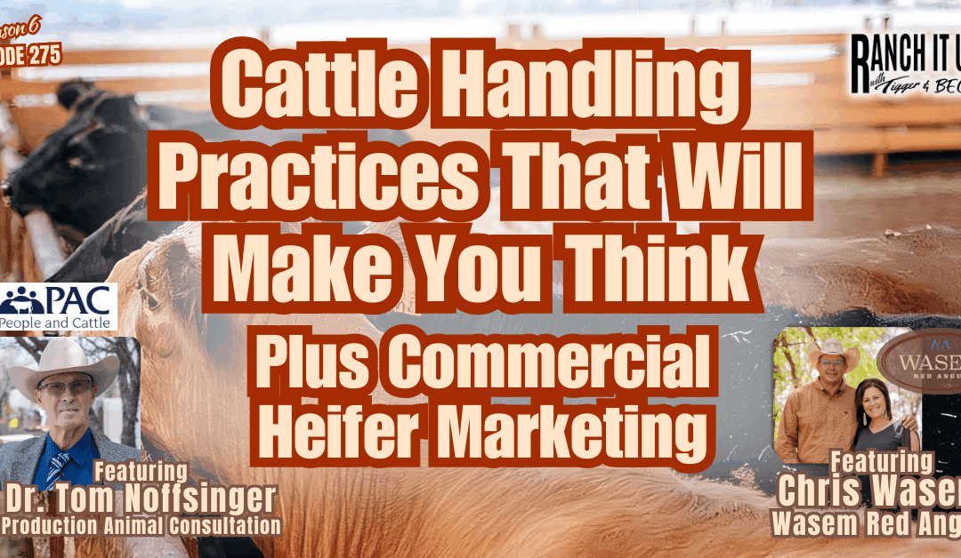 Cattle Handling Practices Protecting People and Livestock & Commercial Heifer Marketing