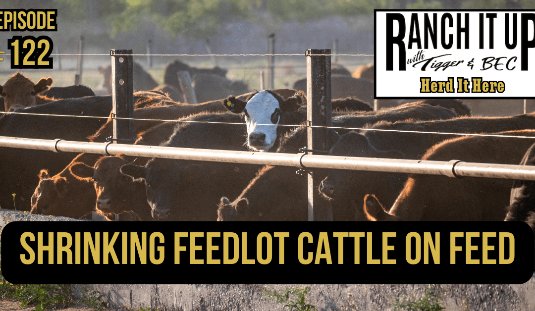 Shrinking Feedlot Cattle On Feed