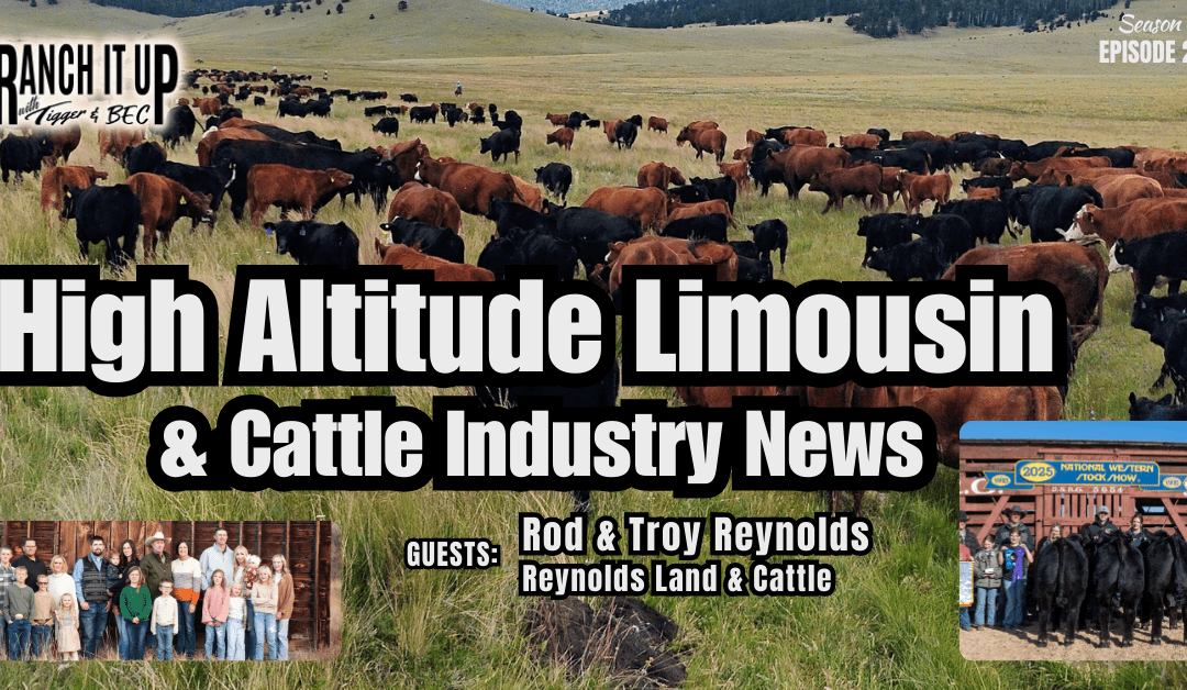 High Altitude Limousin At Reynolds Land & Cattle & Cattle Industry News
