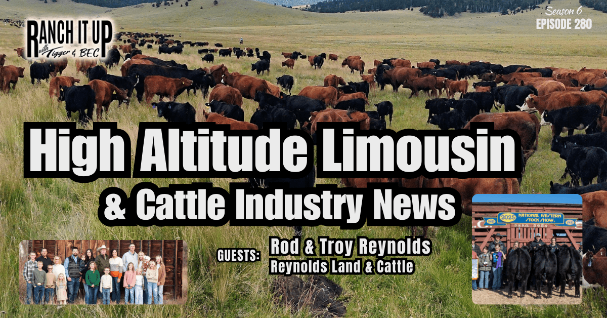 High Altitude Limousin At Reynolds Land & Cattle & Cattle Industry News