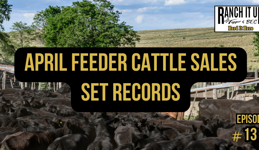 April Feeder Cattle Sales Set Records