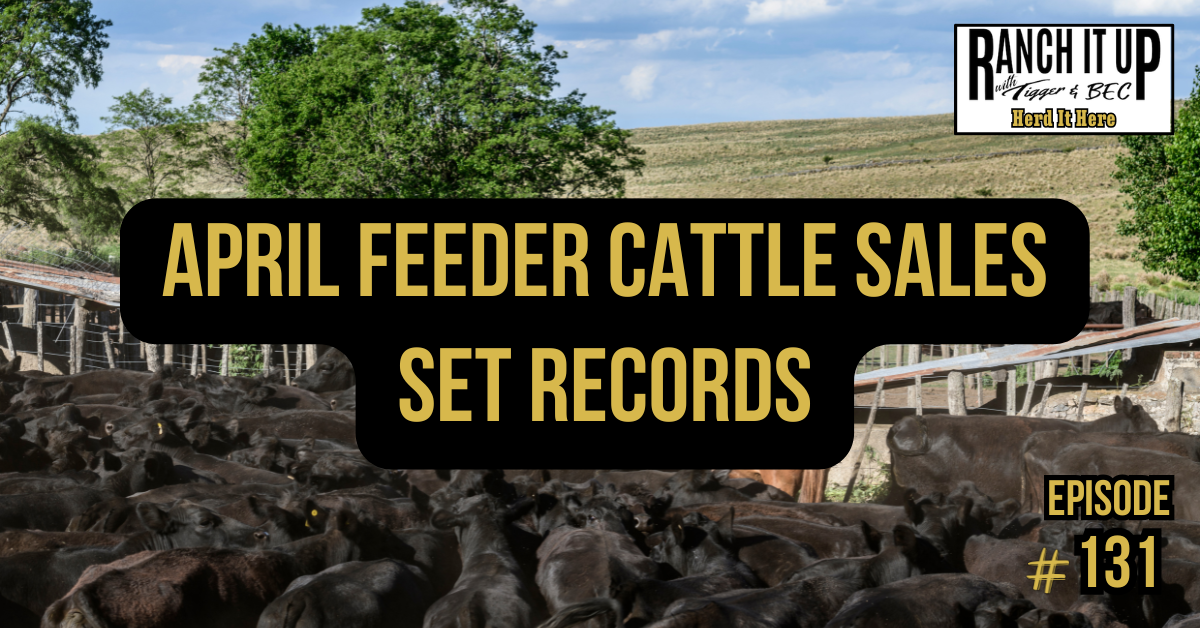 April Feeder Cattle Sales Set Records