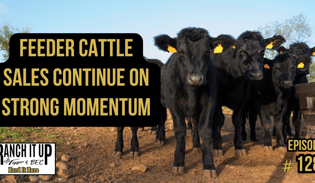 Feeder Cattle Sales Continue On Strong Momentum