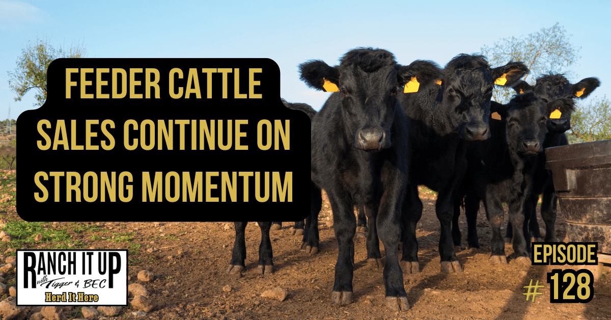 Feeder Cattle Sales Continue On Strong Momentum