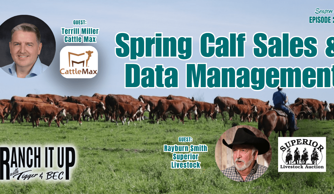Spring Calf Sales Begin & Data Management with CattleMax