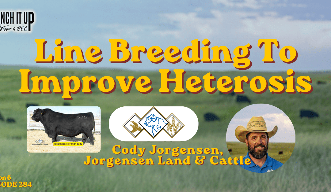 Increase Heterosis with Line Breeding: Jorgensen Land & Cattle