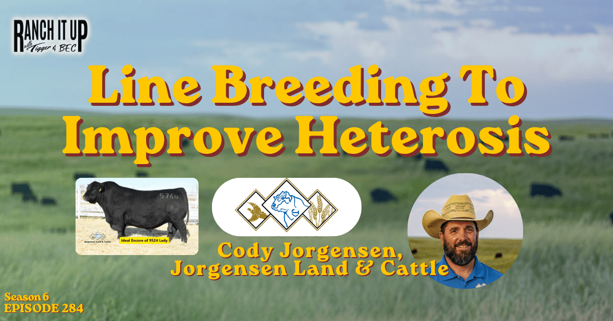 Increase Heterosis with Line Breeding: Jorgensen Land & Cattle