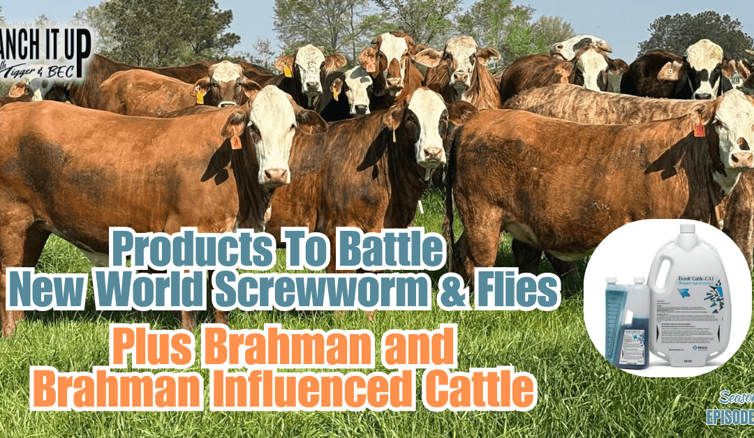 Products To Combat Flies & New World Screwworm & Top Brahman Genetics