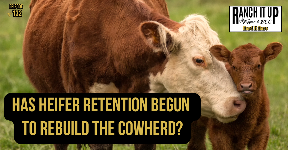 Has Heifer Retention Begun To Rebuild The Cowherd?