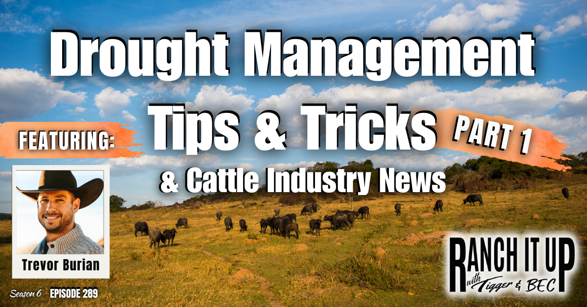 Drought Management Tips & Tricks & Cattle Industry News