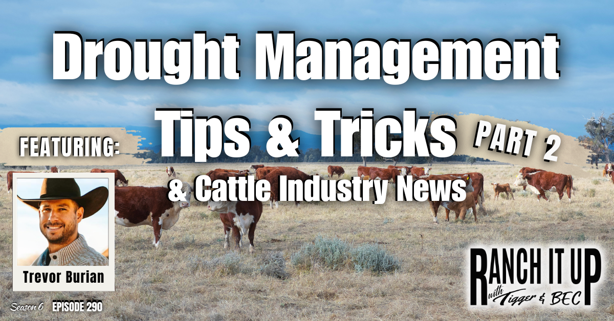 Drought Management Tips & Tricks & Cattle Industry News Part 2