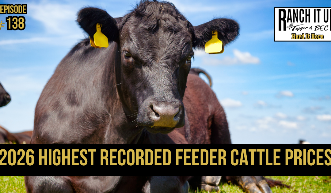 2026 Highest Recorded Feeder Cattle Prices