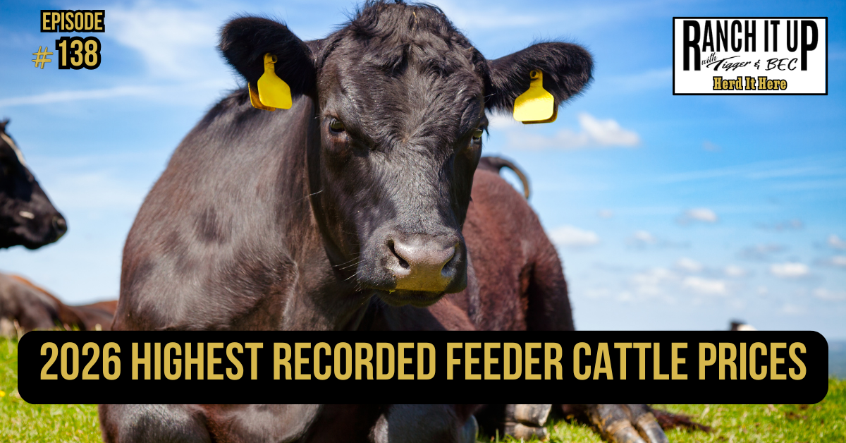 2026 Highest Recorded Feeder Cattle Prices