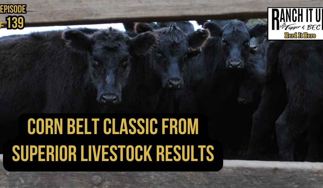 Corn Belt Classic From Superior Livestock Results