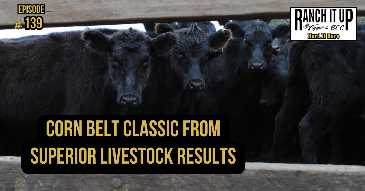 Corn Belt Classic From Superior Livestock Results