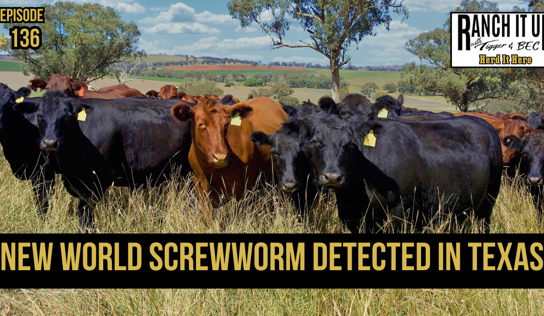 New World Screwworm Detected In Texas