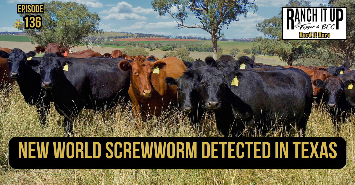 New World Screwworm Detected In Texas