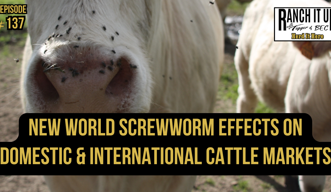 New World Screwworm Effects On Domestic & International Cattle Markets