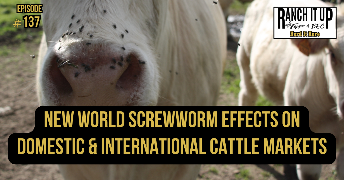 New World Screwworm Effects On Domestic & International Cattle Markets