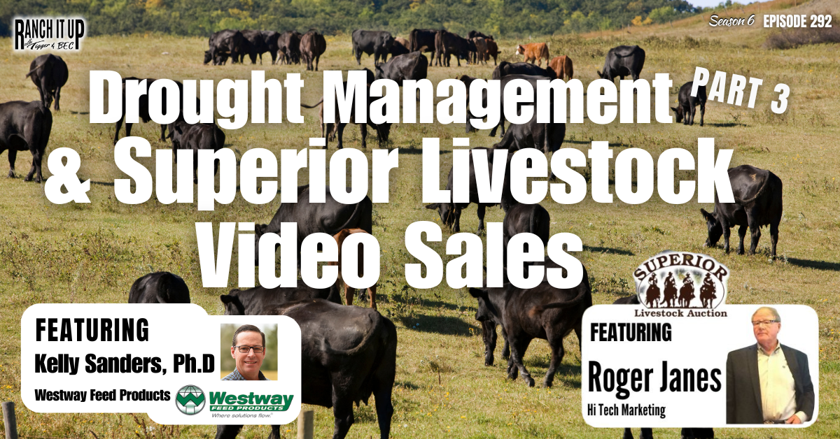 Drought Management Part 3 & Superior Livestock Auction Video Sales