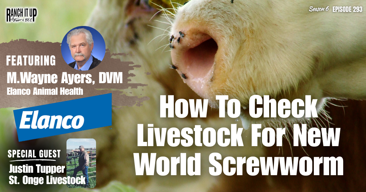 How To Check Livestock For New World Screwworm & How To Treat It Plus Livestock Auctioneers