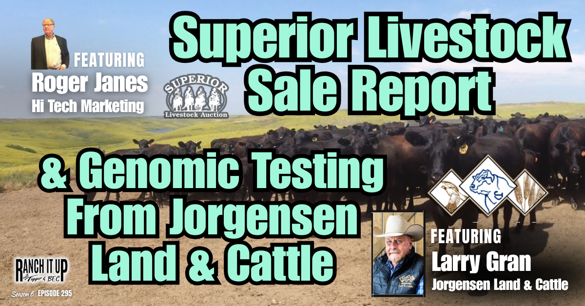 Superior Livestock Sale Report & Genomic Testing From Jorgensen Land & Cattle