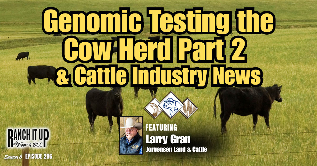 Genomic Testing The Cow Herd Part 2, Sale Results & News