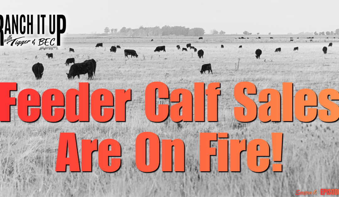 Superior Livestock Feeder Cattle Sales Are On Fire 