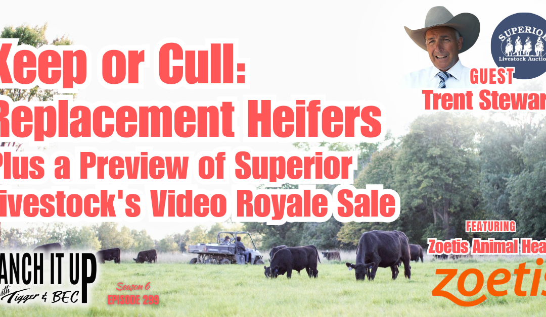 Keep or Cull: Replacement Heifers & Superior Livestock’s Video Royale Preview