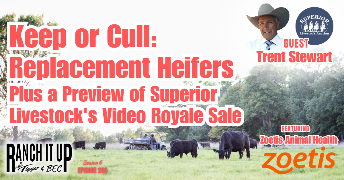 Keep or Cull: Replacement Heifers & Superior Livestock’s Video Royale Preview