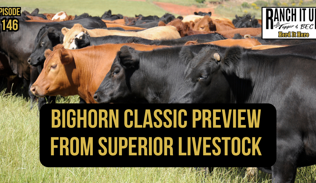 BigHorn Classic From Superior Livestock Preview