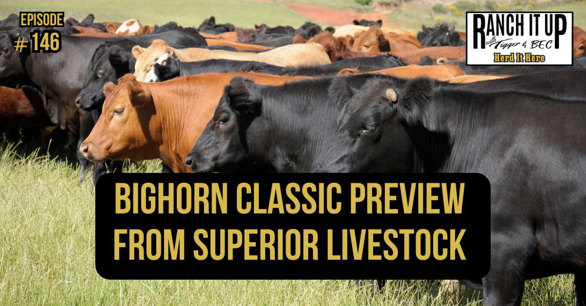 BigHorn Classic From Superior Livestock Preview