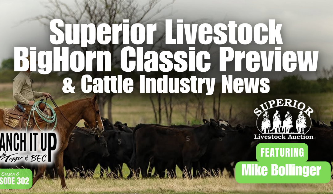 Superior Livestock BigHorn Classic & Cattle Industry News 