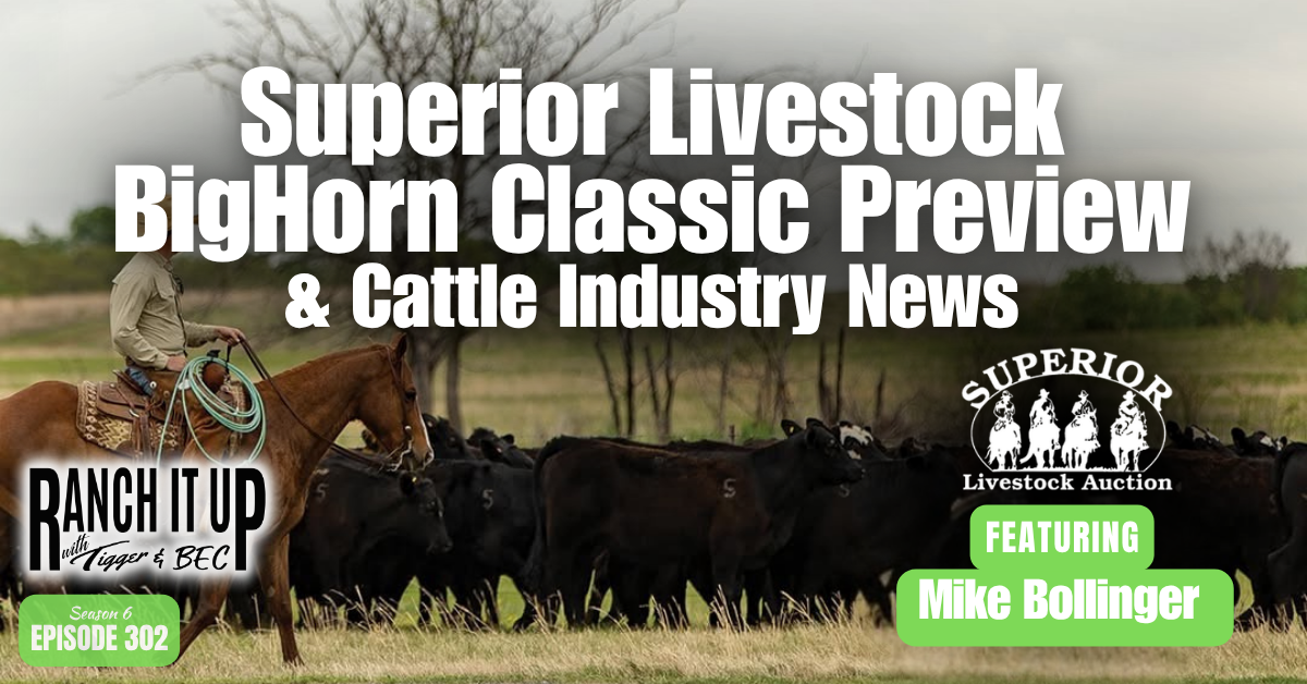 Superior Livestock BigHorn Classic & Cattle Industry News 
