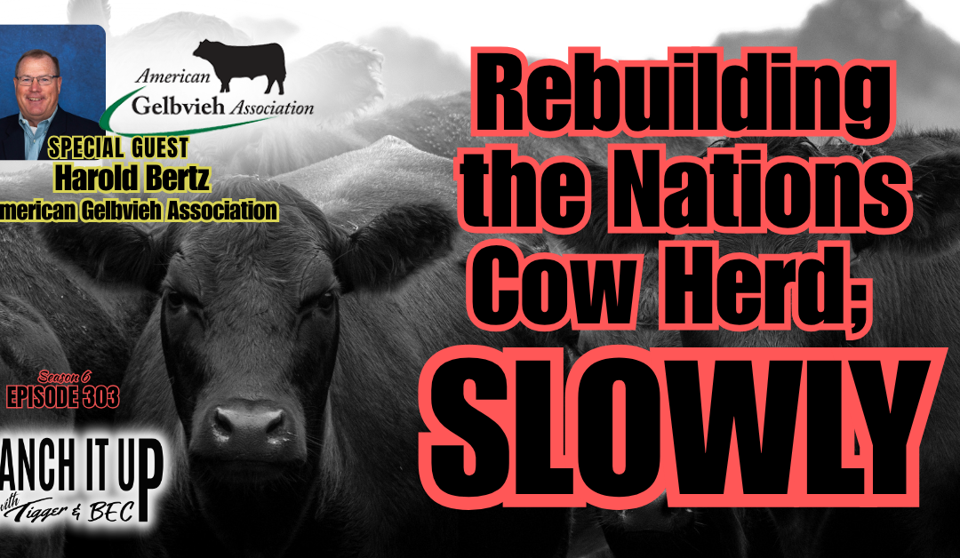 Rebuilding The Nation’s Cowherd & JBS Plant Closures 