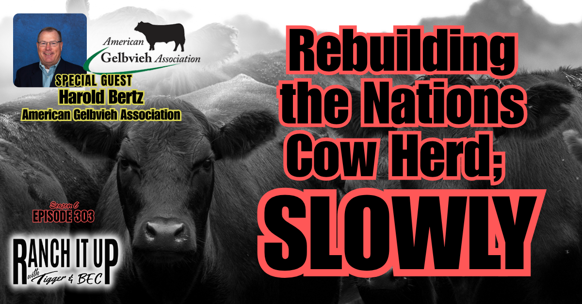 Rebuilding The Nation’s Cowherd & JBS Plant Closures