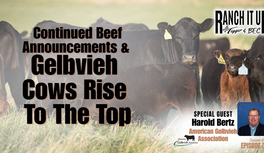 Continued Beef Announcements & Gelbvieh Cows Rise To The Top