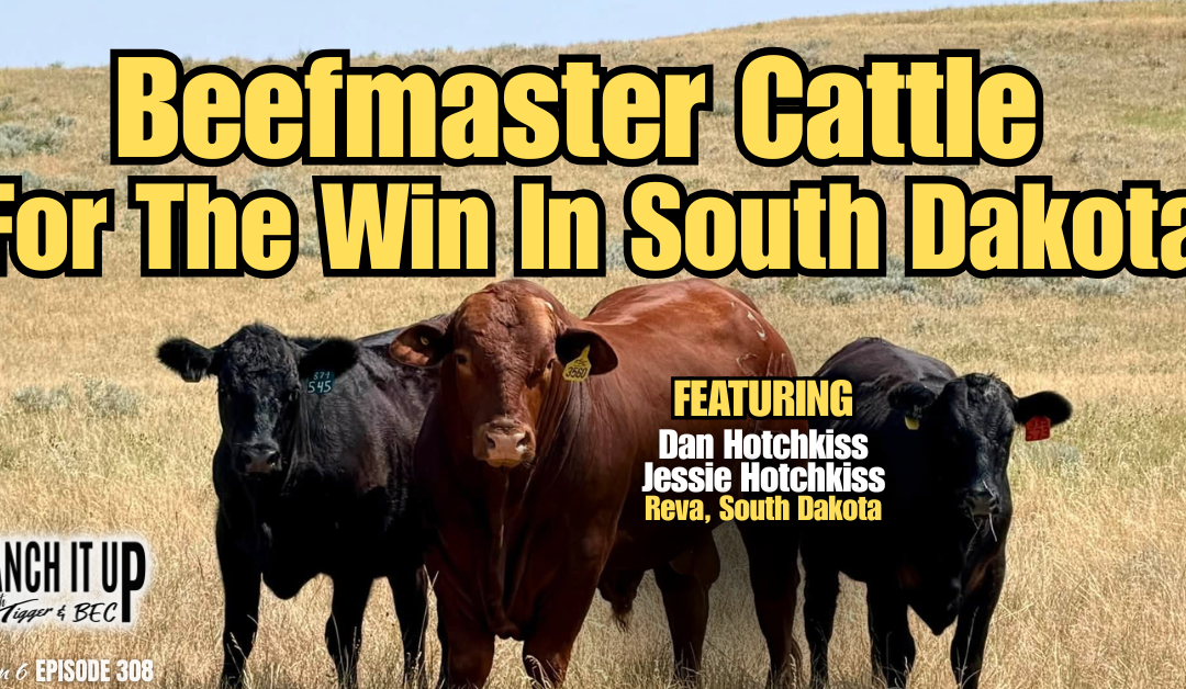 Beefmaster Cattle For The Win In South Dakota